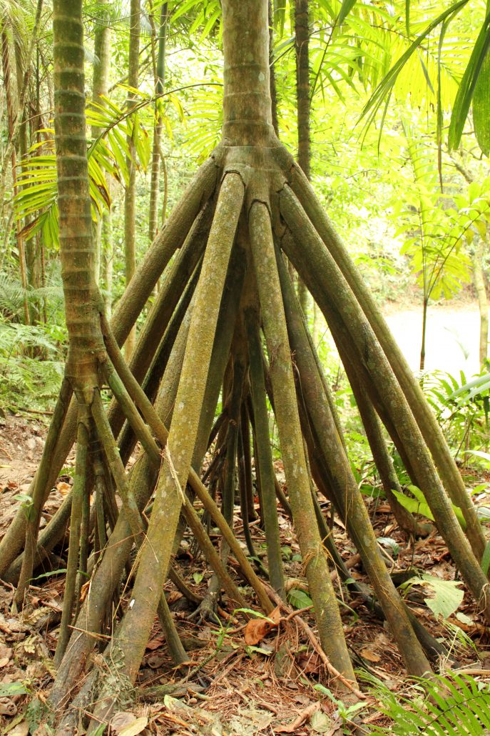 Aurifil Color Builders 2022 Walking Palm ompelulankapaketti