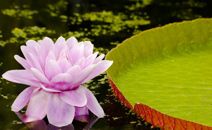 Aurifil Color Builders 2022 Water Lily ompelulankapaketti