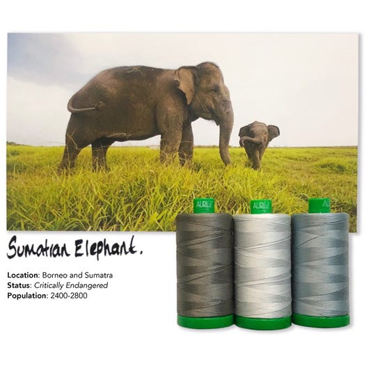 Aurifil Color Builders 2021 - sumatrannorsu ompelulankapaketti