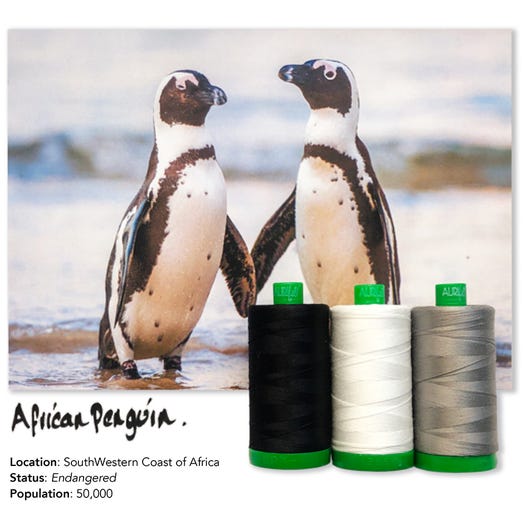 Aurifil Color Builders 2021 - Afrikanpingviini ompelulankapaketti